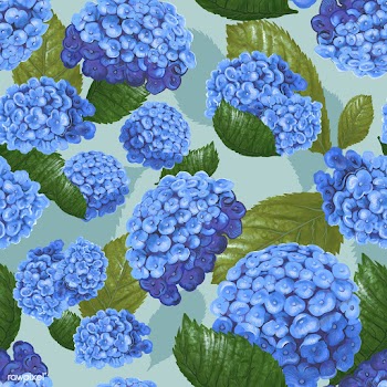 Illustration drawing of Hydrangea | Free stock vector - 400784