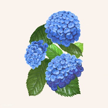 Illustration drawing of Hydrangea | Free stock vector - 400811