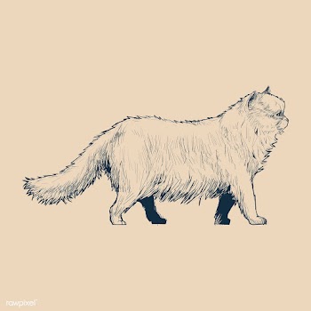 Illustration drawing style of cat | Free stock vector - 264628