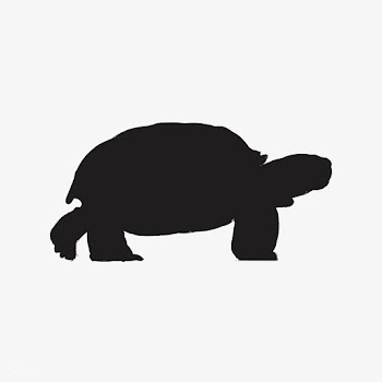 Illustration drawing style of turtle | Free stock vector - 264289