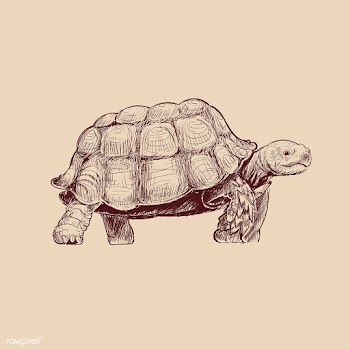Illustration drawing style of turtle | Free stock vector - 264649