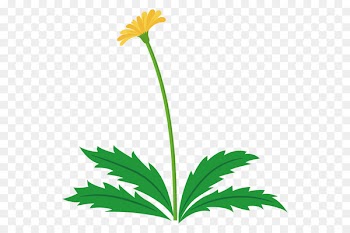 Illustration Flower Clip art Dandelion Plants -  