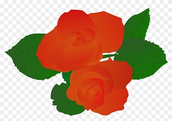 Illustration Illustrator Plant Rose Hand Drawn Red - Garden Roses