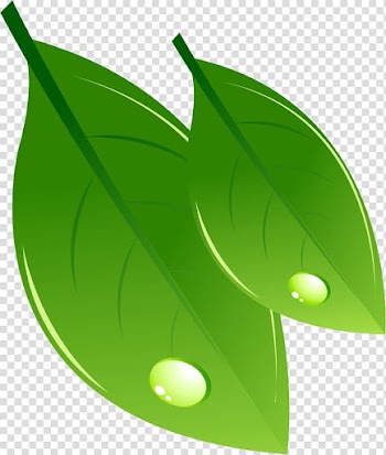 Illustration, Leaves transparent background PNG clipart