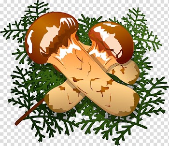 Illustration Matsutake, autumn posters transparent background PNG clipart