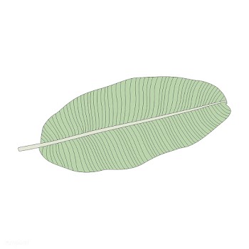 Illustration of a banana leaf | Free stock vector - 418541