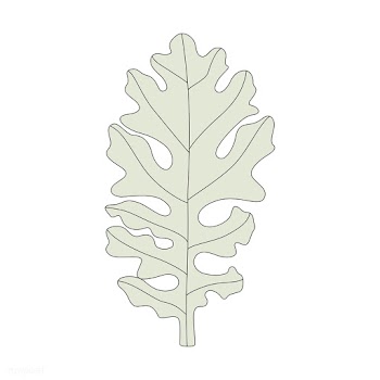 Illustration of a dusty miller leaf | Free stock vector - 418540