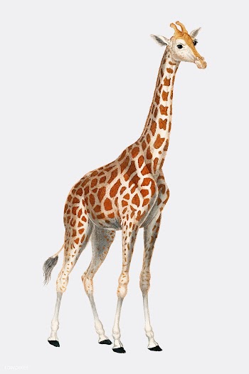 Illustration of a giraffe from Dictionnaire d.. | Free stock vector - 471507
