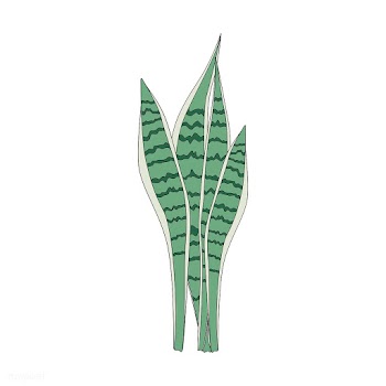 Illustration of a Sansevieria leaf | Free stock vector - 418538