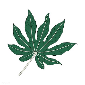 Illustration of an aralia leaf | Free stock vector - 418546