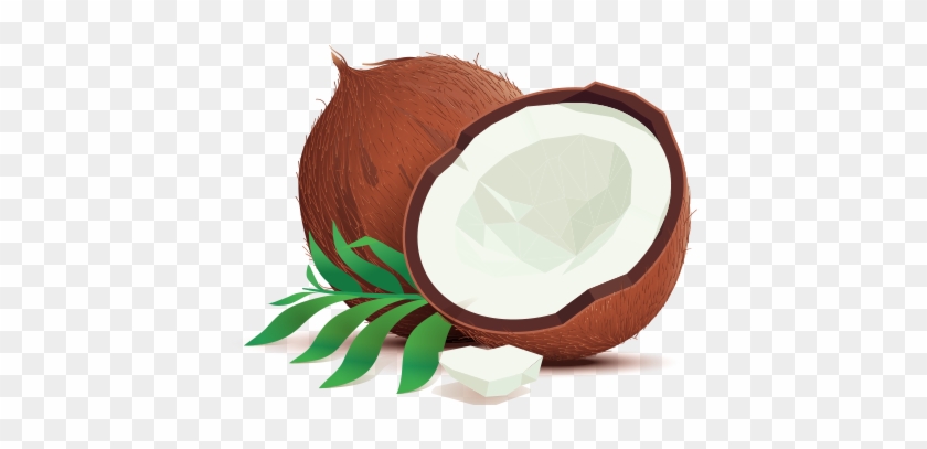 Illustration Of An Organic Coconut Freshly Cut In Half - Coconut Vector