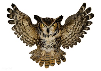 Illustration of an owl icon vector for Hallow.. | Free stock vector - 486639