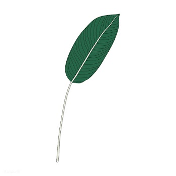 Illustration of bird of paradise leaf | Free stock vector - 418542