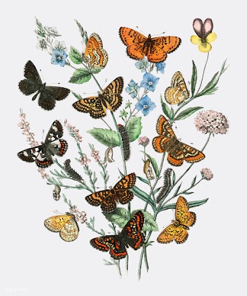 Illustration of butterflies on flowers | Free stock vector - 471578