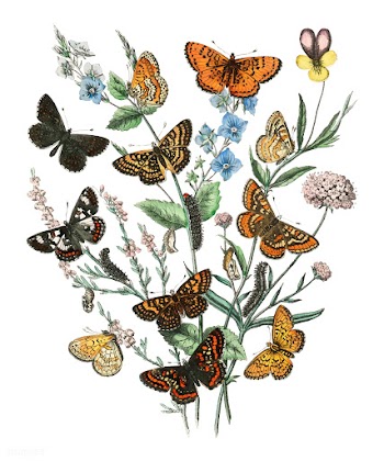 Illustration of butterflies on flowers | Free stock vector - 471589