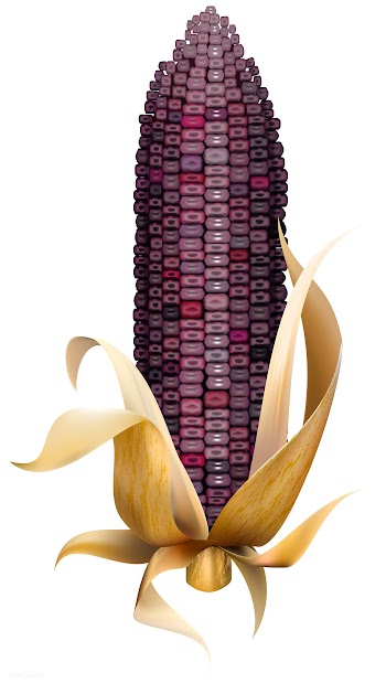 Illustration of corn isolated on white backgr.. | Free stock vector - 83411