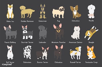 Illustration of different breeds of dogs | Free stock vector - 60507