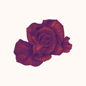 Illustration of drawing red rose flower | Free stock vector - 388806