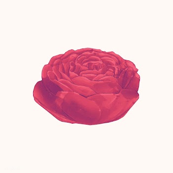 Illustration of drawing red rose flower | Free stock vector - 388826