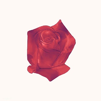 Illustration of drawing red rose flower | Free stock vector - 388840
