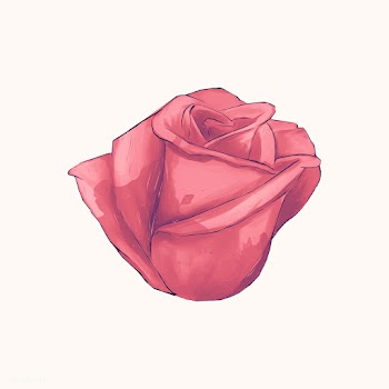 Illustration of drawing red rose flower | Free stock vector - 388910