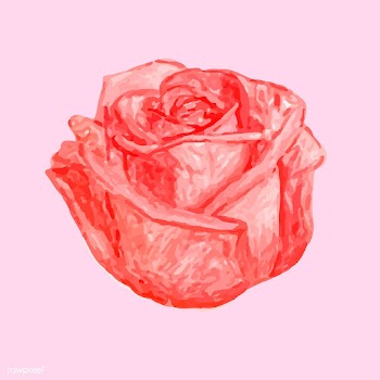 Illustration of drawing red rose flower | Free stock vector - 77470
