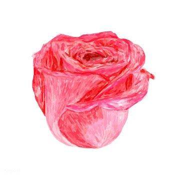 Illustration of drawing red rose flower | Free stock vector - 77478