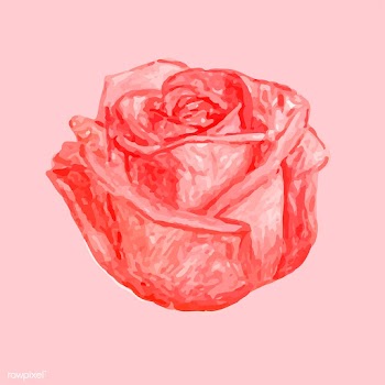 Illustration of drawing red rose flower | Free stock vector - 77486