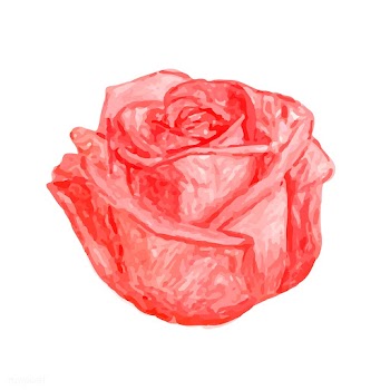 Illustration of drawing red rose flower | Free stock vector - 77494