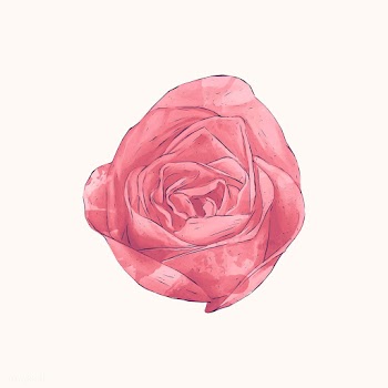 Illustration of drawing rose flower | Free stock vector - 388810
