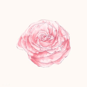 Illustration of drawing rose flower | Free stock vector - 388811