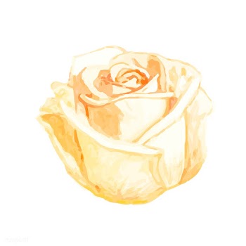 Illustration of drawing rose flower | Free stock vector - 77468