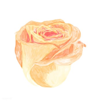Illustration of drawing rose flower | Free stock vector - 77473