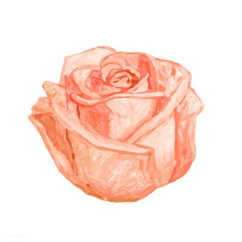 Illustration of drawing rose flower | Free stock vector - 77474