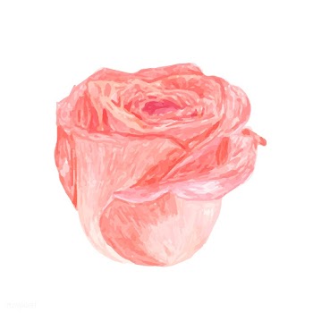 Illustration of drawing rose flower | Free stock vector - 77475