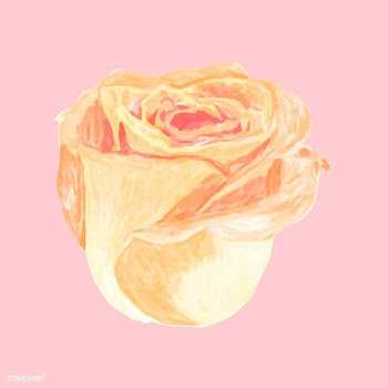 Illustration of drawing rose flower | Free stock vector - 77476