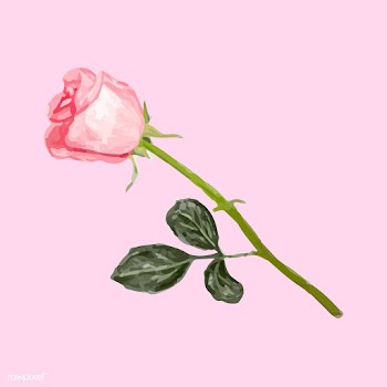 Illustration of drawing rose flower | Free stock vector - 77477