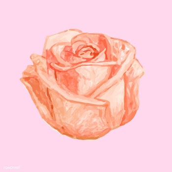 Illustration of drawing rose flower | Free stock vector - 77483