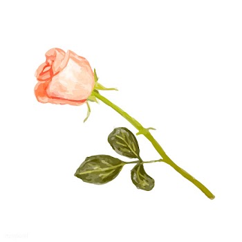 Illustration of drawing rose flower | Free stock vector - 77487
