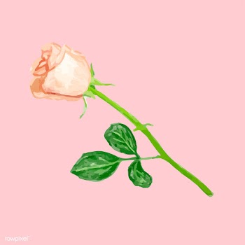Illustration of drawing rose flower | Free stock vector - 77489