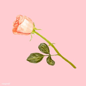 Illustration of drawing rose flower | Free stock vector - 77490