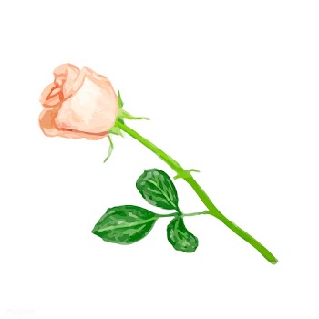 Illustration of drawing rose flower | Free stock vector - 77491