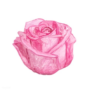 Illustration of drawing rose flower | Free stock vector - 77493