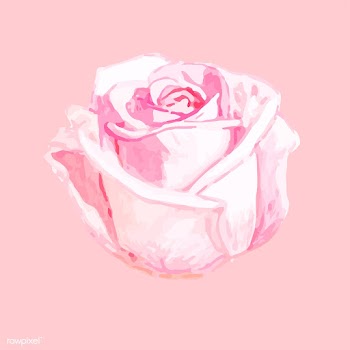 Illustration of drawing rose flower | Free stock vector - 77497