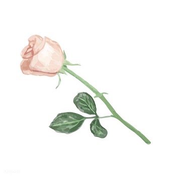 Illustration of drawing rose flower | Free stock vector - 77498