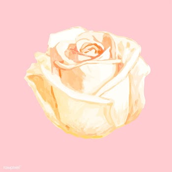 Illustration of drawing rose flower | Free stock vector - 77502