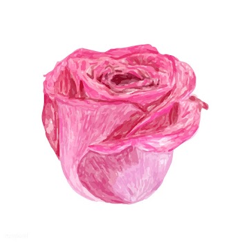 Illustration of drawing rose flower | Free stock vector - 77503