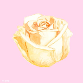 Illustration of drawing rose flower | Free stock vector - 77504