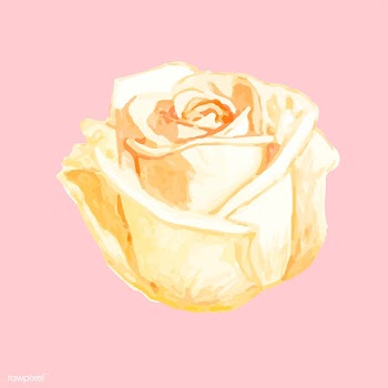 Illustration of drawing rose flower | Free stock vector - 77506