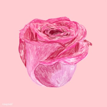 Illustration of drawing rose flower | Free stock vector - 77507